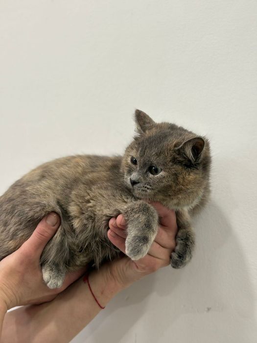 Отдам даром кошек