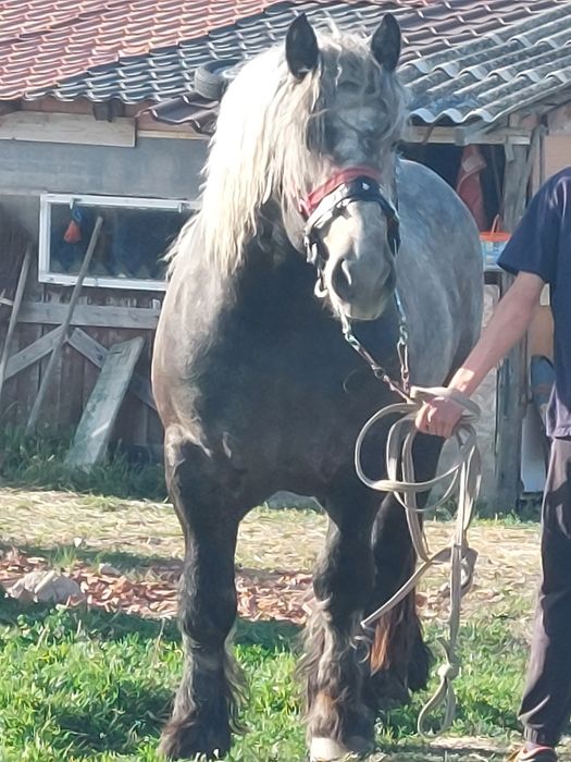 Armăsar sur de montă.armăsaru este cu genetică bună!