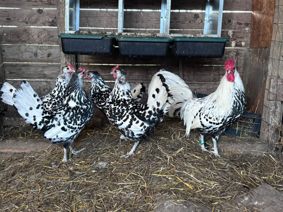 Ouă pentru incubat de la găini din rasa HAMBURG