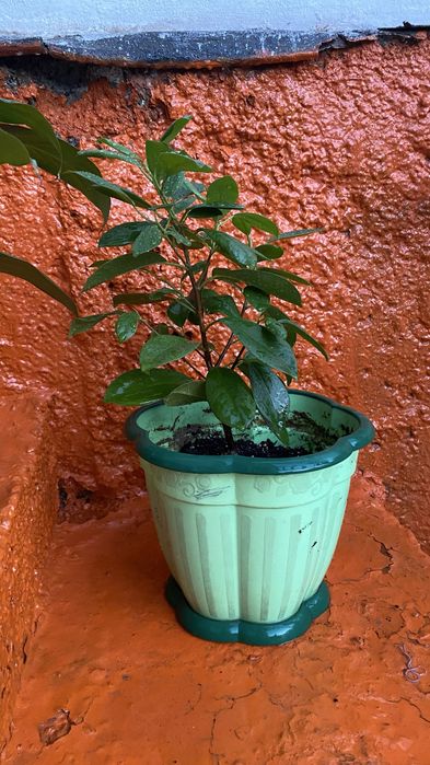 Гүлдер сатылады