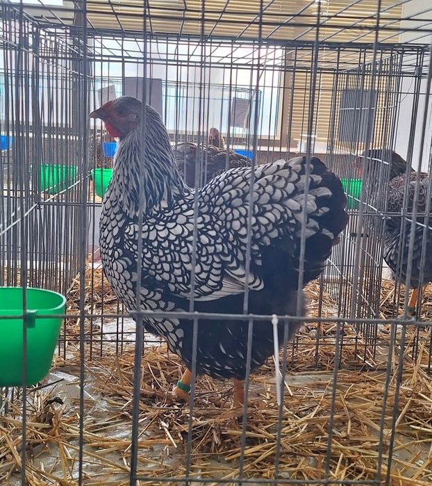 Ouă wyandotte argintiu