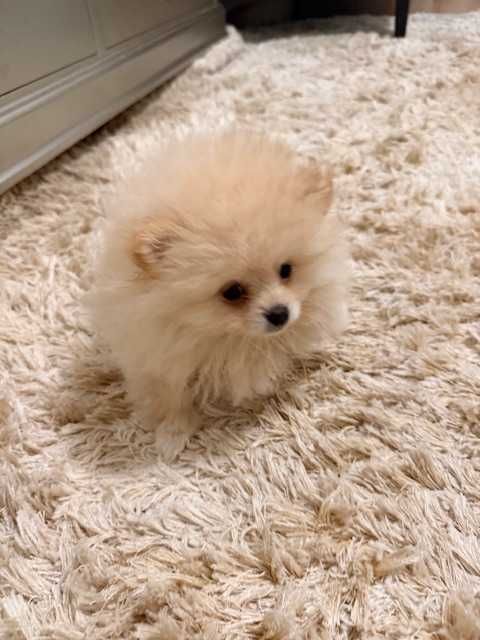 Pomeranian cu pedigree, poze reale!