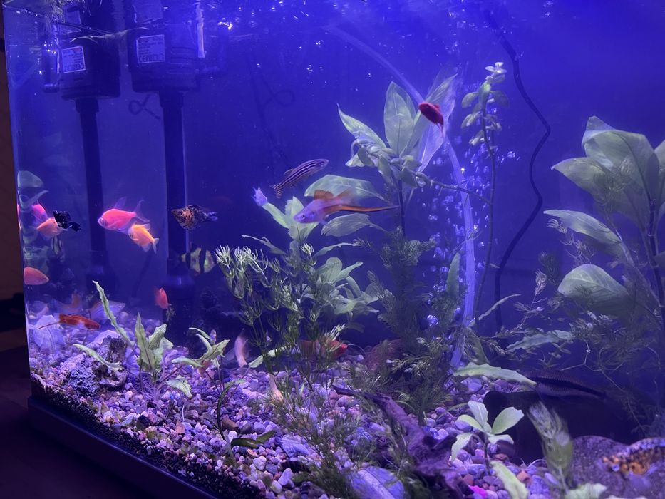 Аквариум 70 л, полный комплект