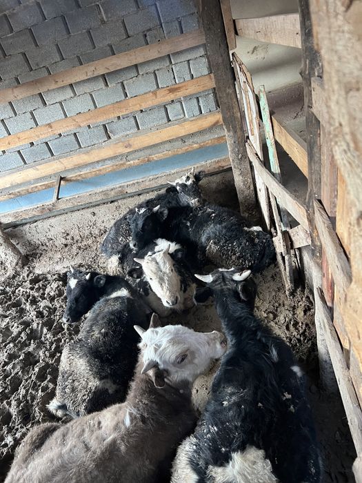 Бузаулар сатылады срочно