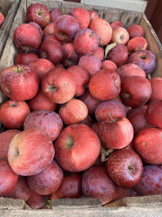 Mere diferite soiuri