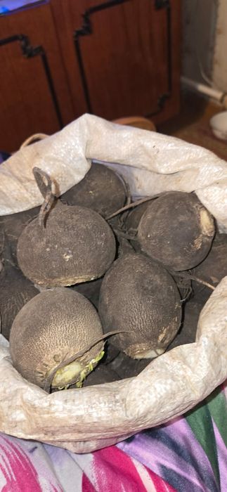 Редька черная-лечебная