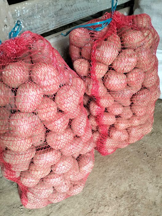 Vând cartofi roșii pt consum de la Dangaul Mare