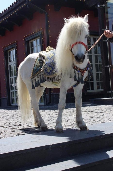 Конь. Лошадь, сопровождение