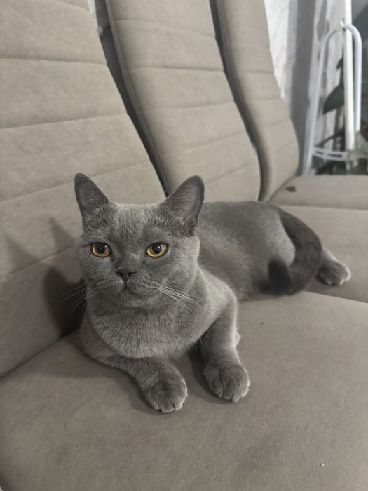 Ищем кота на вязку