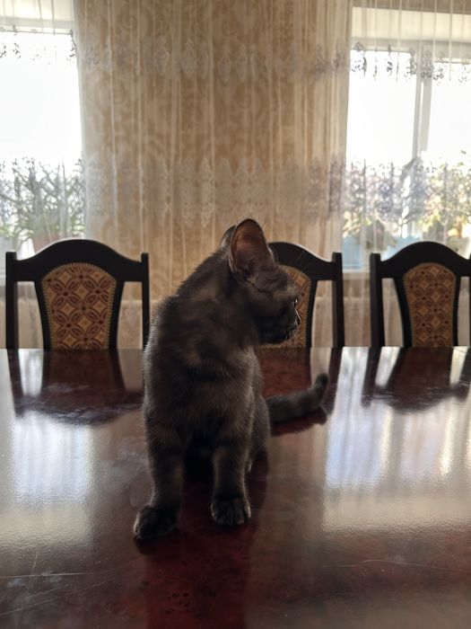 Отдам со всеми принадлежностям