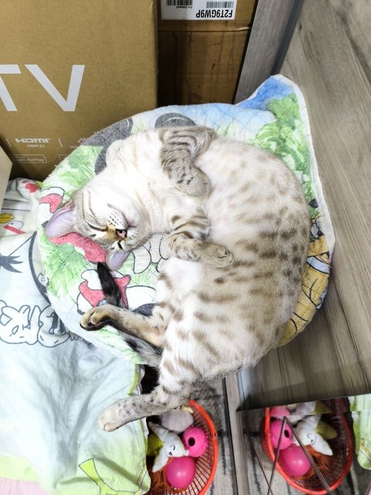 Бенгальские котята