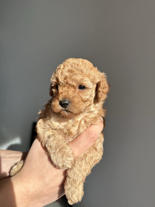 Той Пудел / мини той пудел / toy poodle