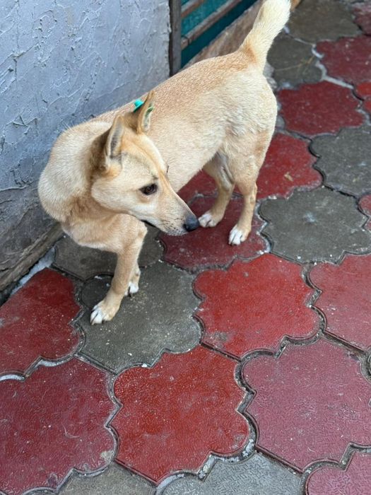 Собака на пристройство