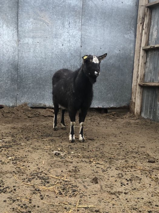 Занен/альпы шатыс буаз ешкі