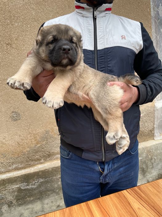 Щенок Турецкого Кангала ( чистокровный )