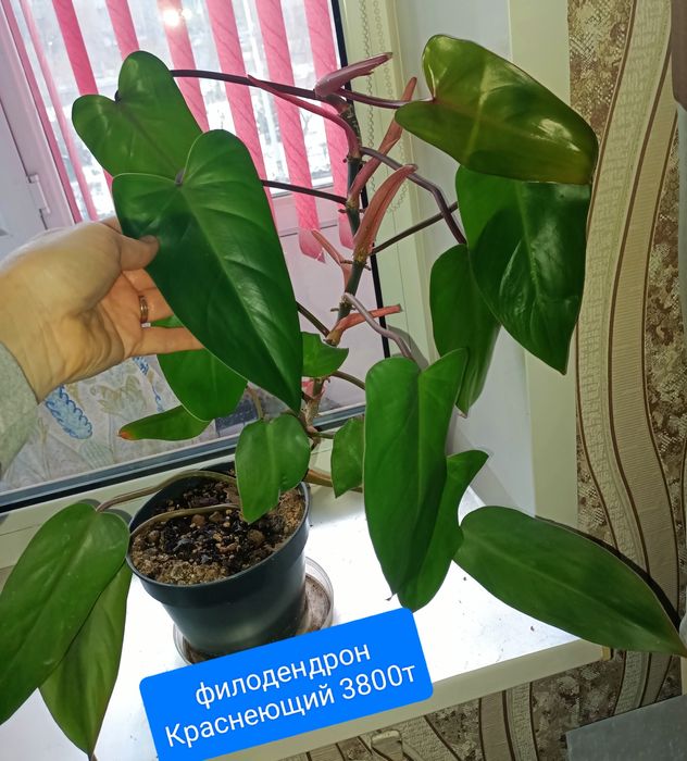 Сциндпсус ЕЛИСЕЙСКИЕ ПОЛЯ 15000т