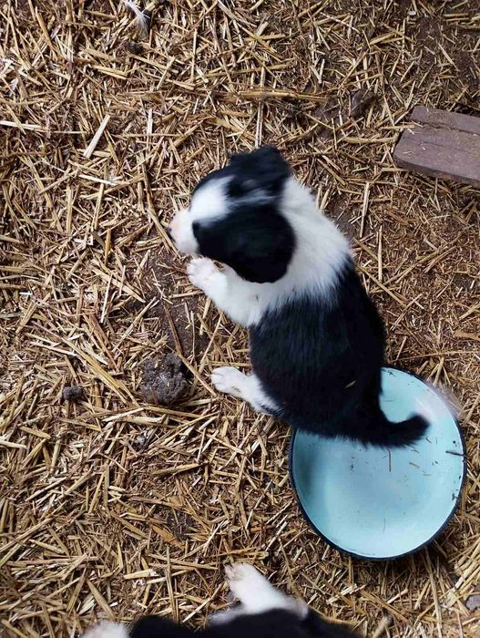 Малки кученца Бордър Коли чистокръвни