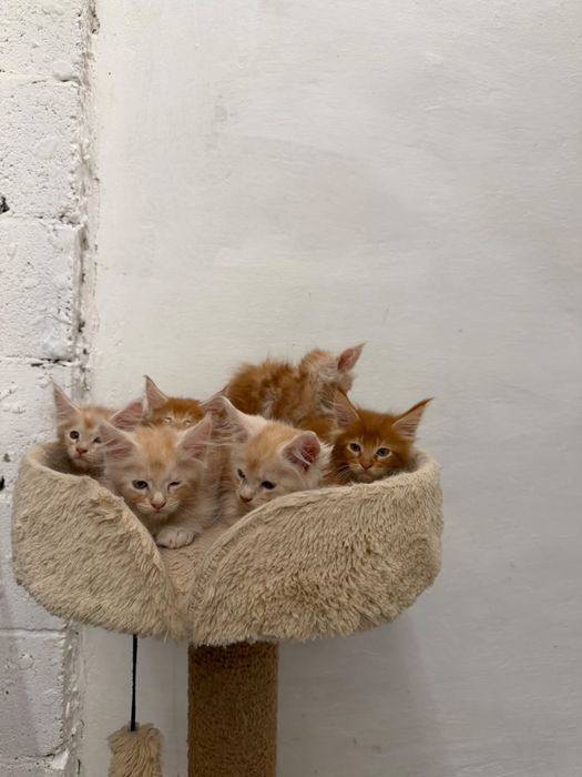 Мэйн-кун котята 3 месяца