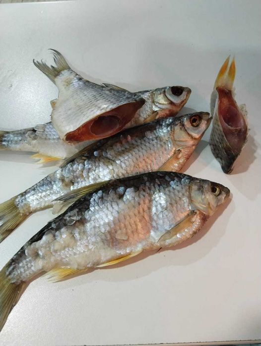 Продам Вяленую воблу