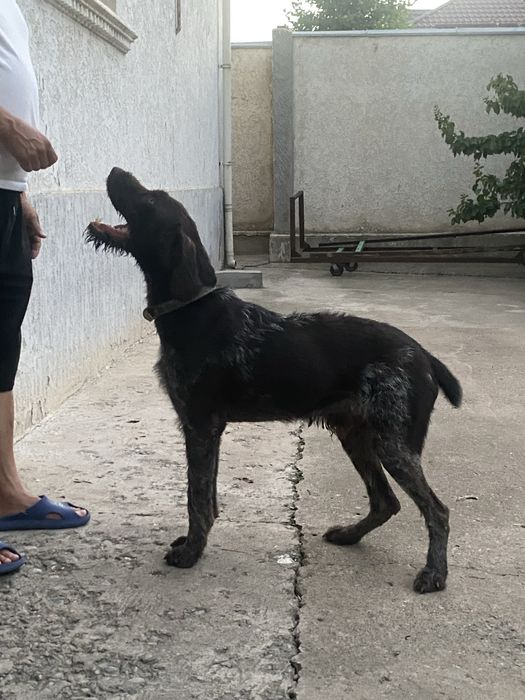 Продается собака породы дратхар