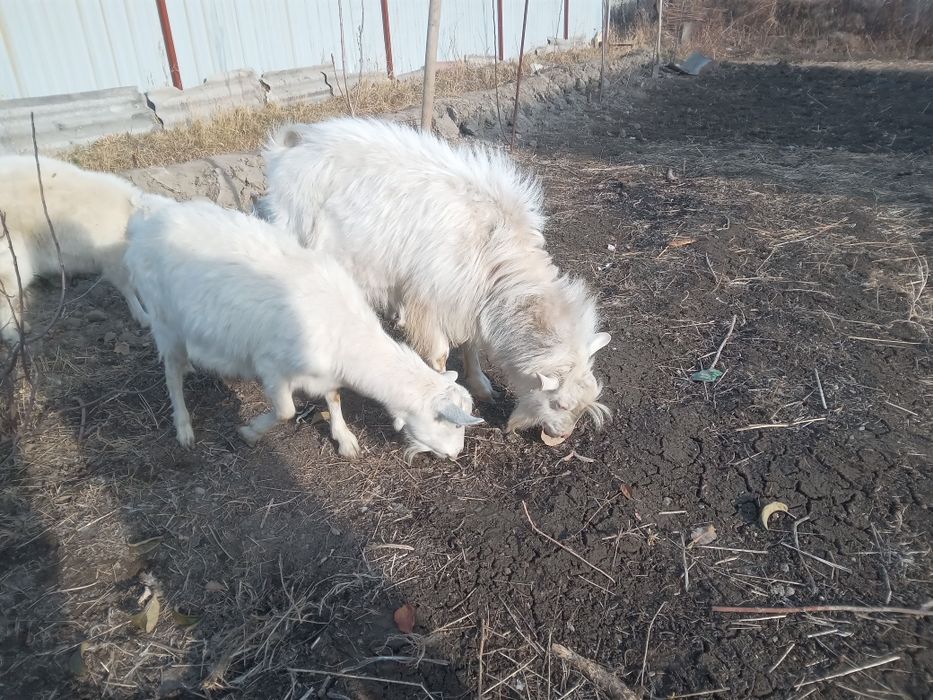 Козел теке вязка