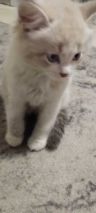 Отдам в добрые руки котят