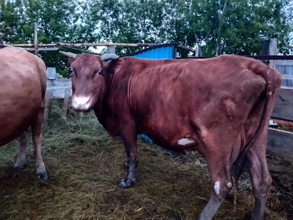 Продам дойных коров