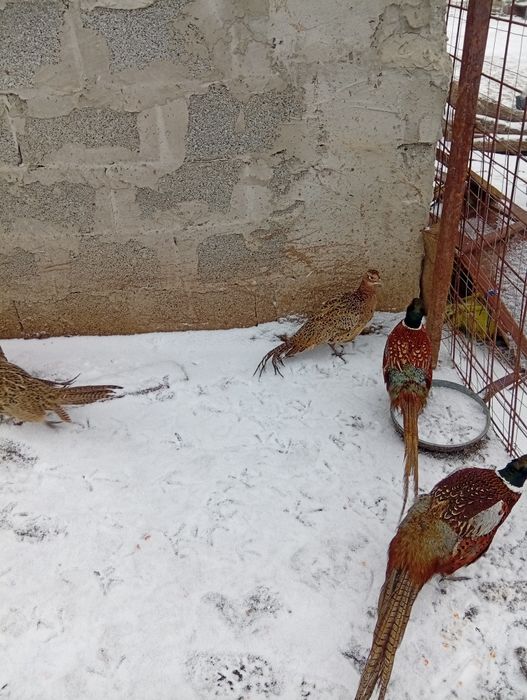 Vând fazanii , a început ouatul