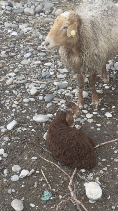 Козылы кой сатылады
