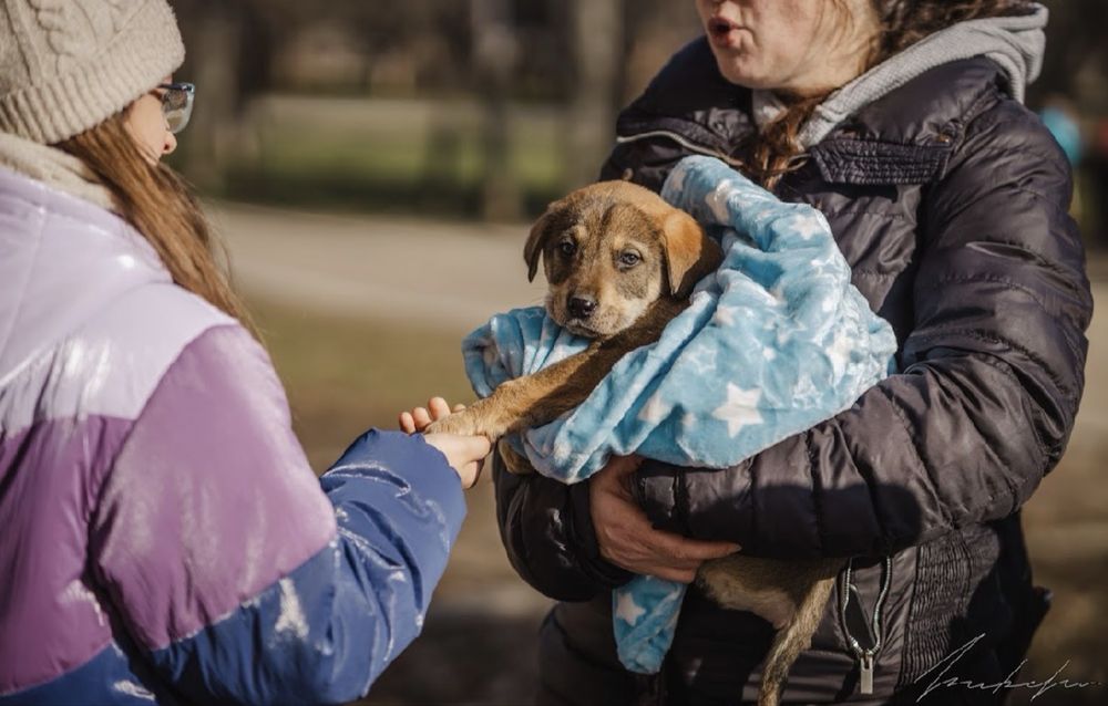 Търсят се осиновители за кучета бебета!