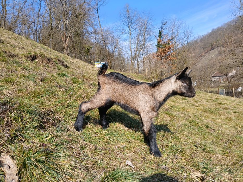 Vindem lapte de capră