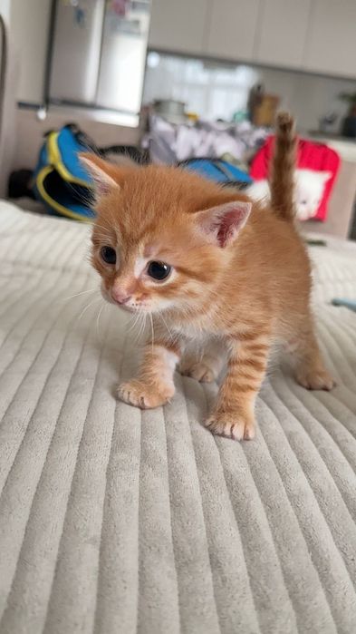 Отдам котят в добрые руки