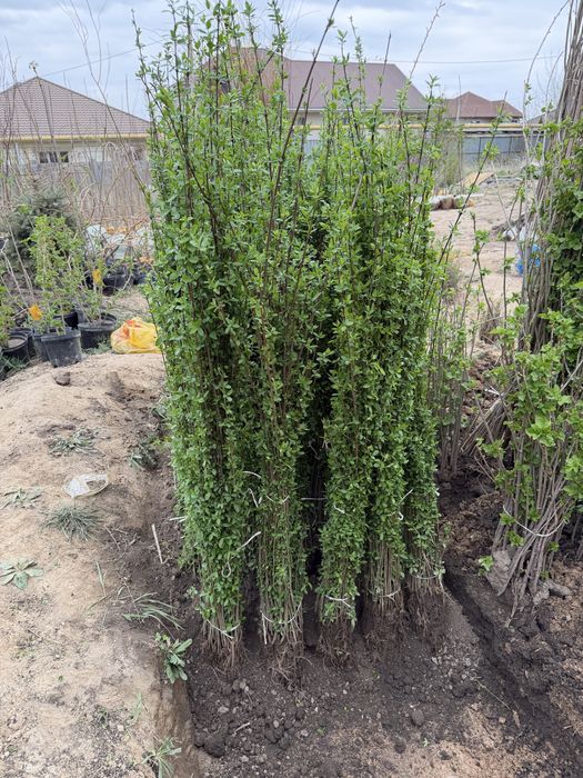 Живая изгородь. Бирючина Самшит