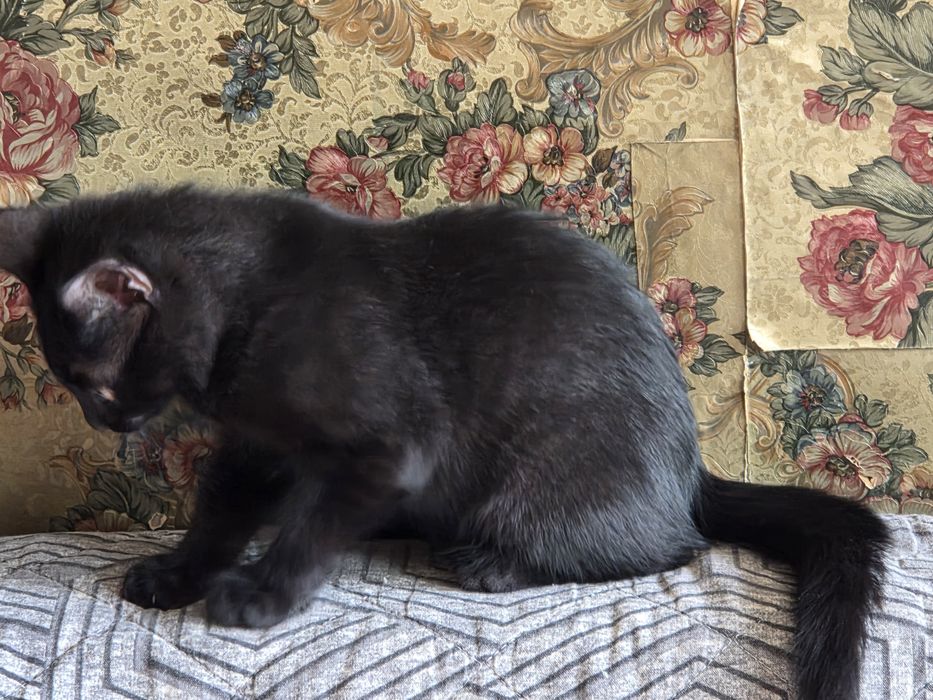 Котёнок чёрный (мальчик)