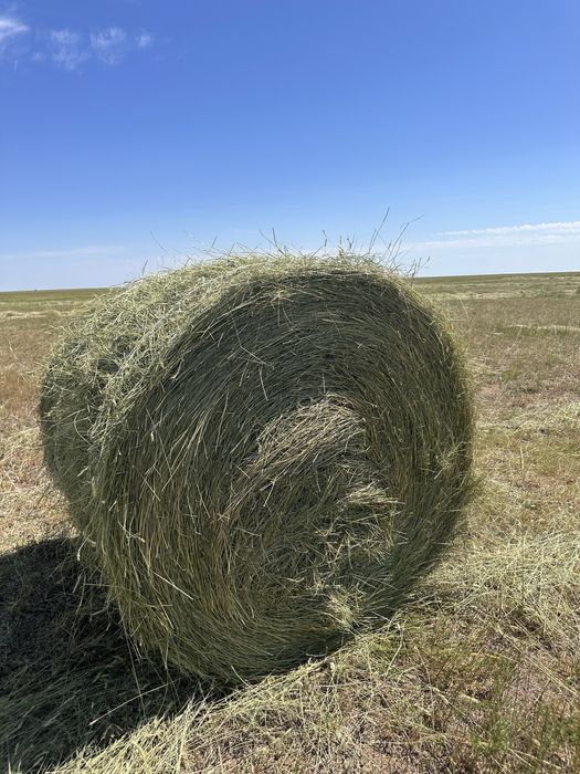 Продам сено житняк пр-110