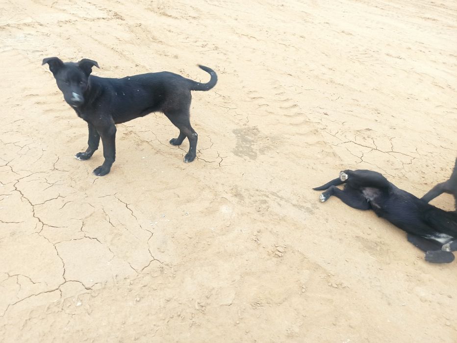 Отдам бесплатно даром 2 щенка