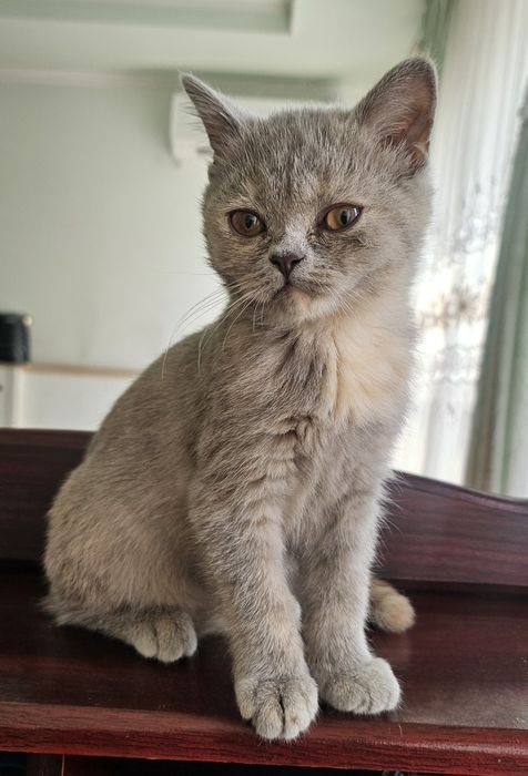 Скоттиш Страйт тоза кон