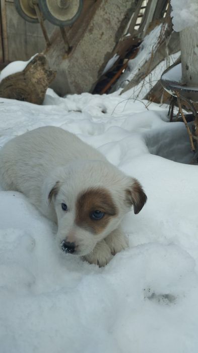 Бордер Колли  щенки