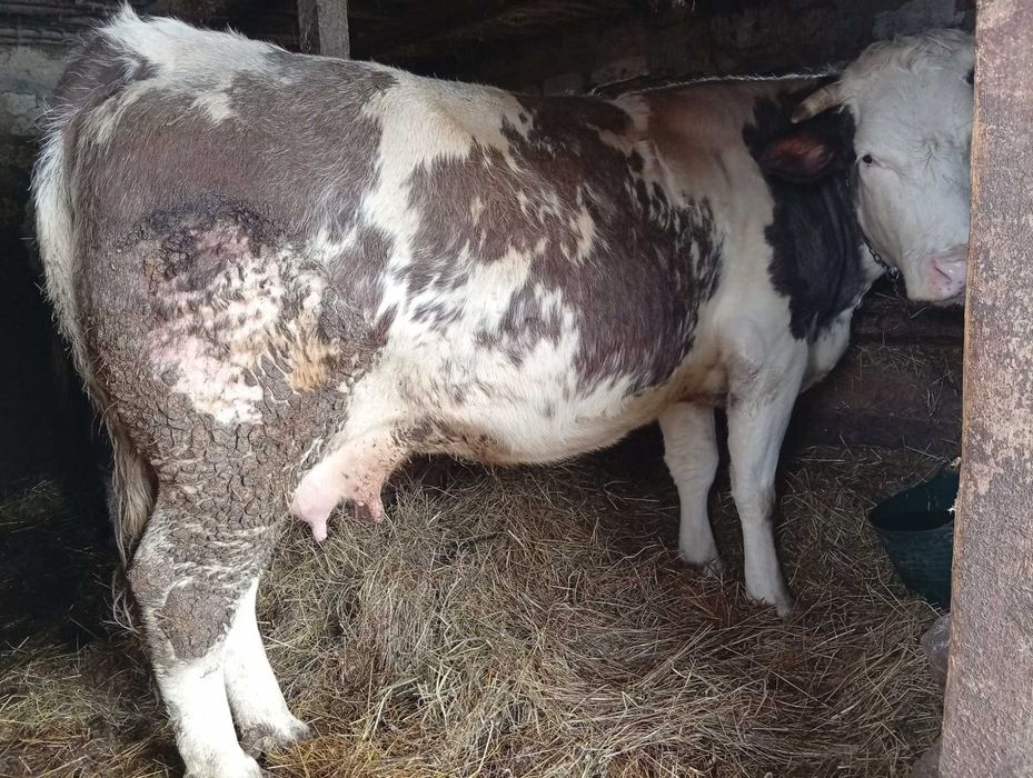 Vând junincă la A2 a fătare gestantă în 9 luni împlinite