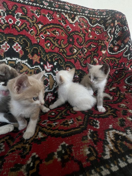 Отдам котят в добрые руки