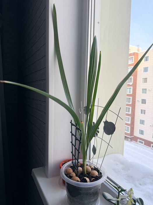 Продам финиковое дерево