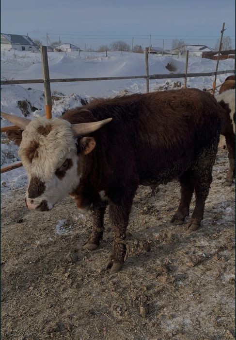 Продам бычков с откорма 40 голов