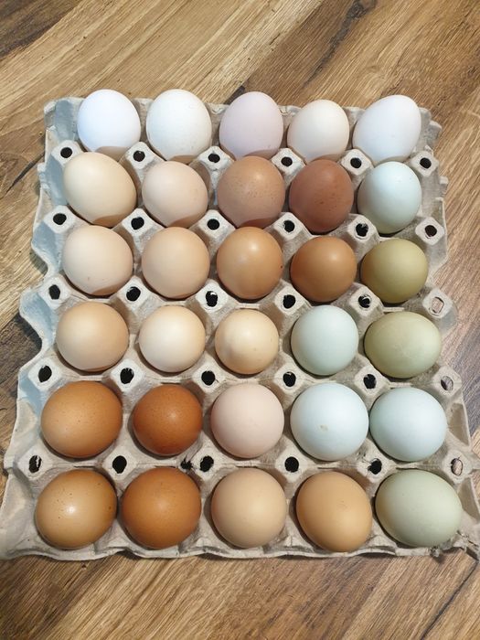 Домашни яйца от свободно отглеждани кокошки