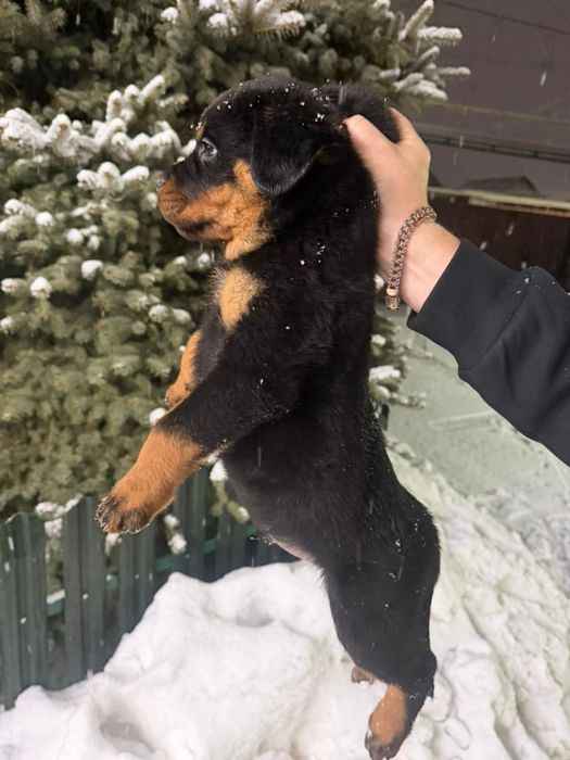 Щенки ротвейлера