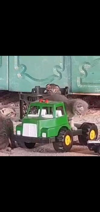 Котята кошка ...