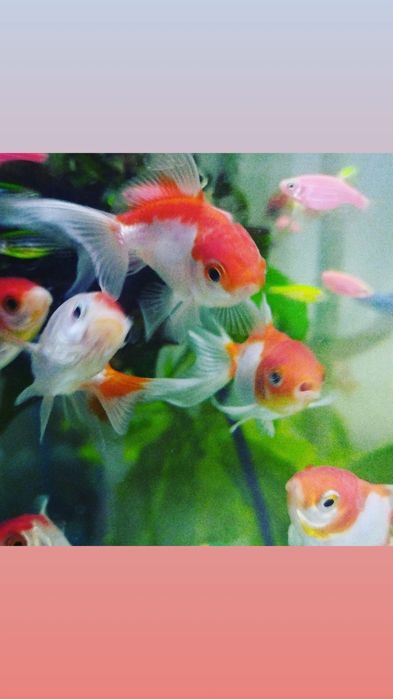 Карп кои(Навои Торайгырова)