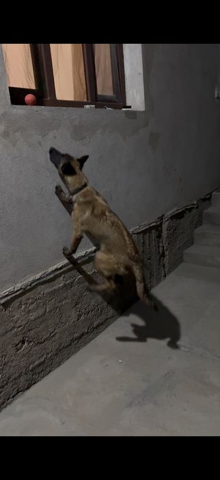 Malinua ovcharka 7 oylik, hama komandaga orgatilgan