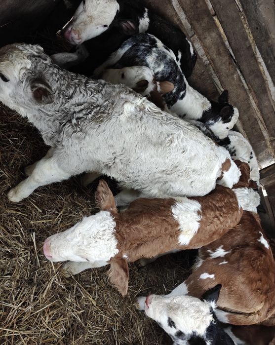 Aduc Vitei  intarcati pentru crescut ! Exemplare frumoase,