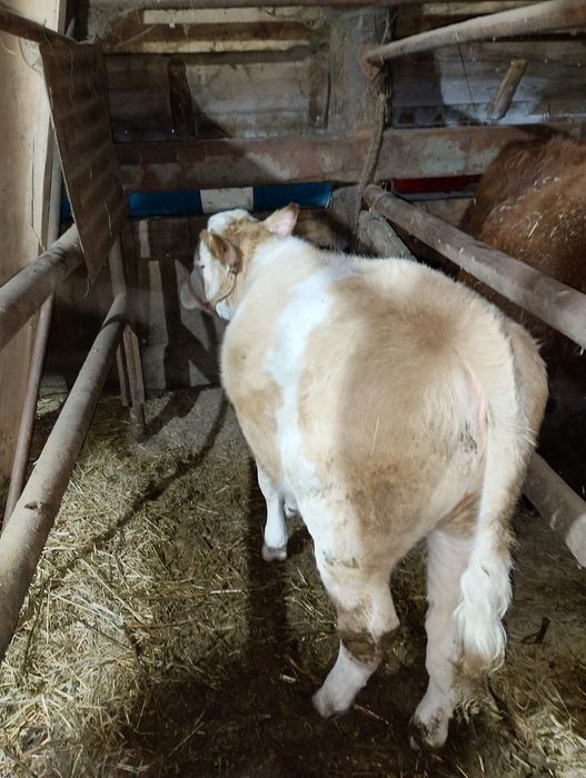 Продам тёлочку симентала