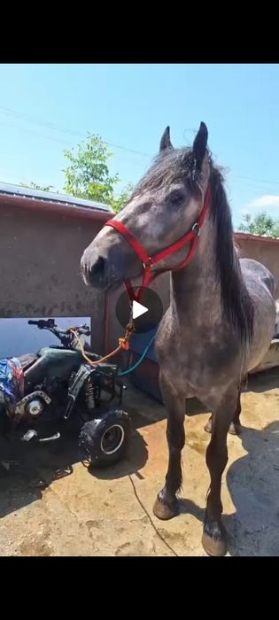 Vand o pereche de caii